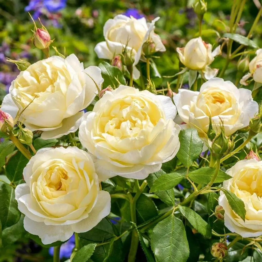 Гибрид мускусной розы Vanessa Bell который Дэвид Остин посвятил знаменитой - фото 5
