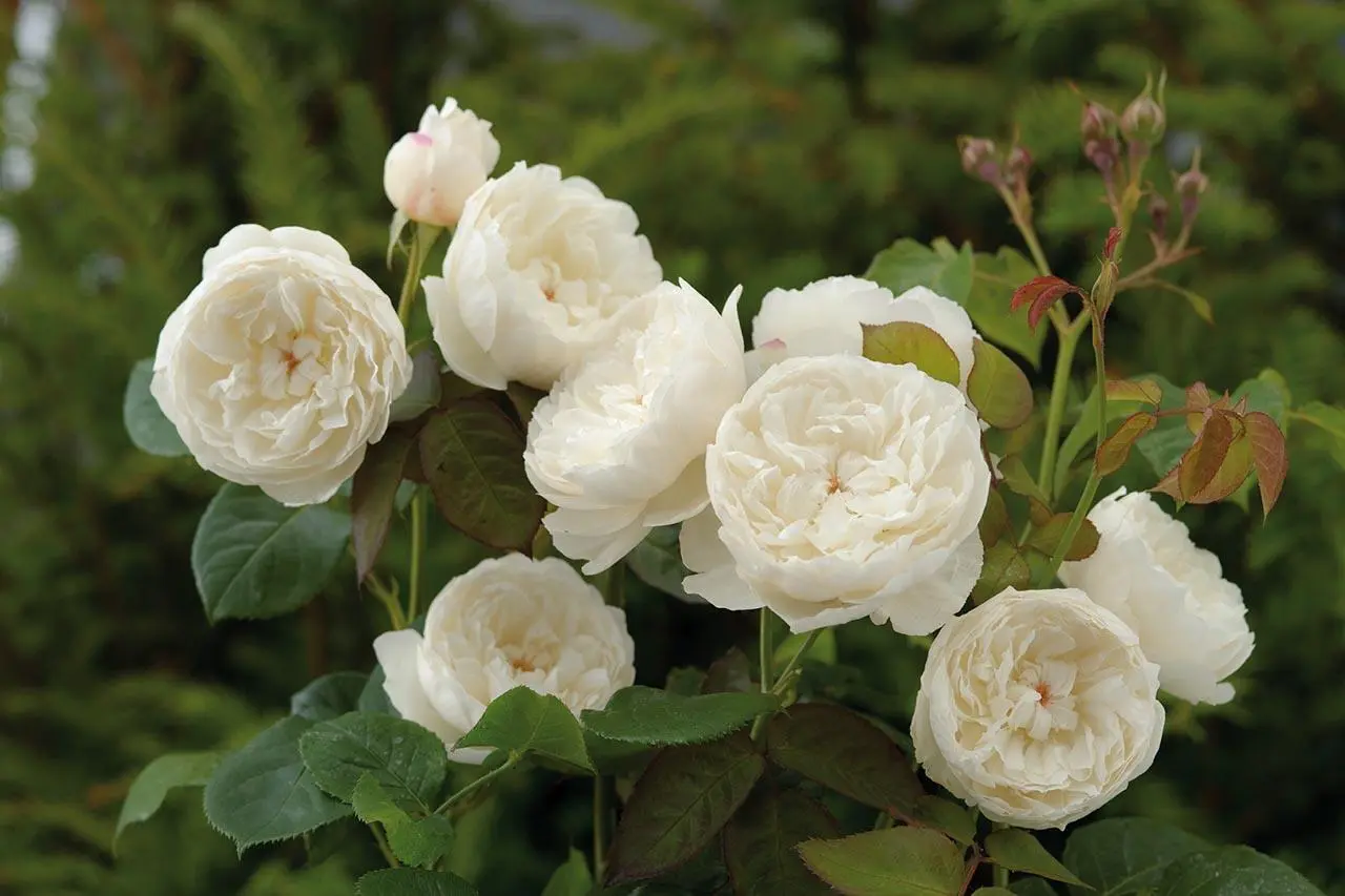 Цветы William and Catherine белые со слегка кремовым оттенком крупные до 9 см - фото 6