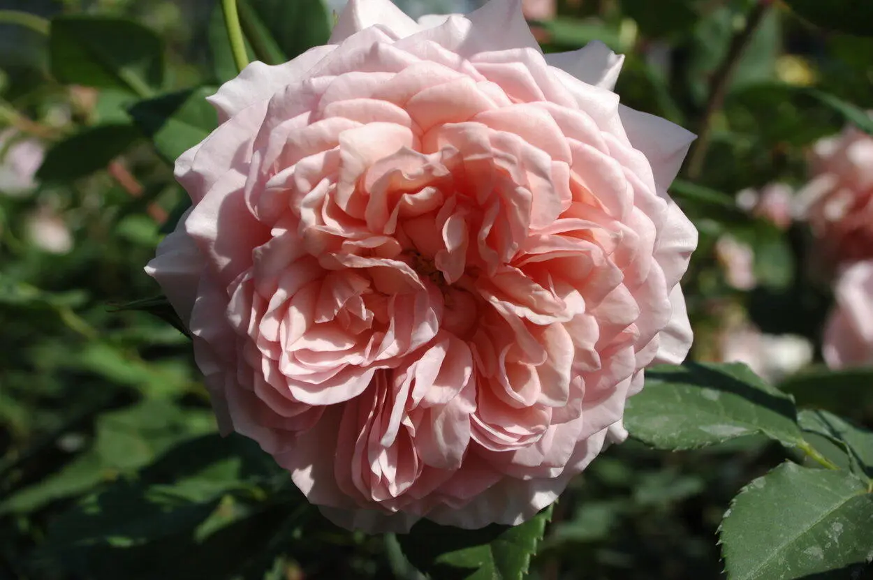 Цветы William Morris персиковорозовые до 10 см в диаметре розетковидной - фото 7