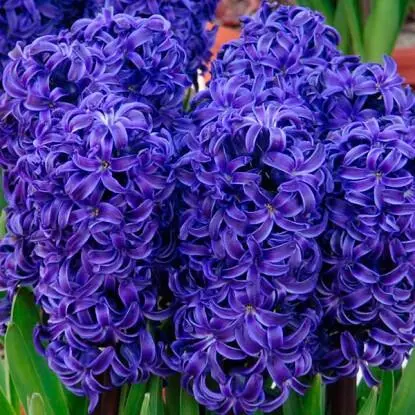 Гиацинт цветок любви счастья верности и скорби Гиацинт цветок Малой - фото 1