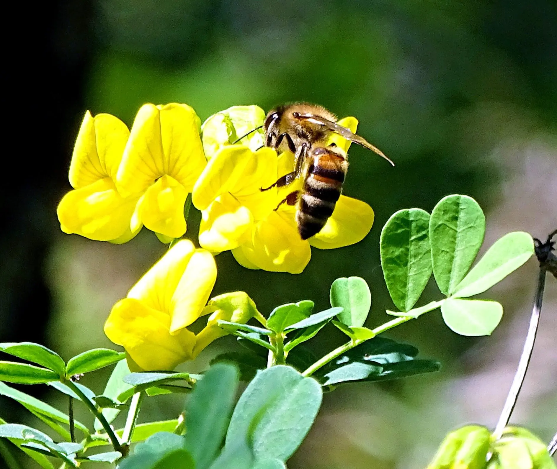 Рисунок 2 Рабочая пчела Пчела самое удивительное необычайное и до конца еще - фото 2