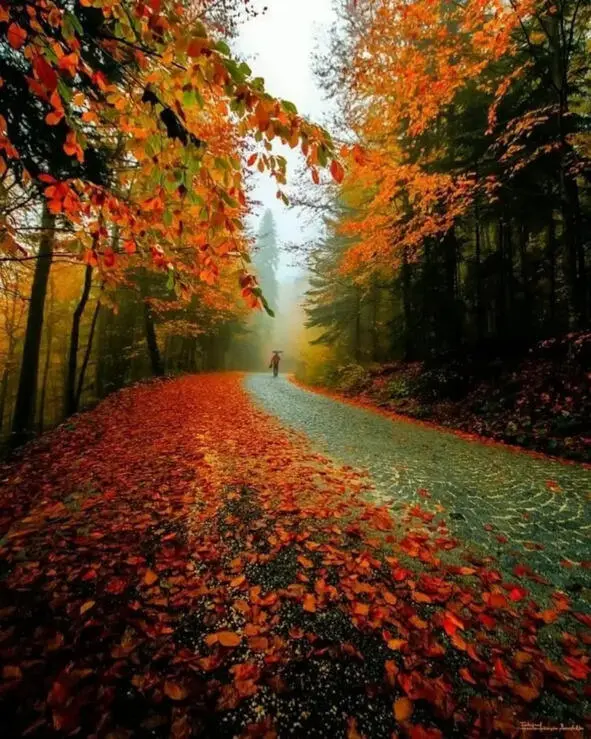 Шуршит под ногами Осень шуршит под ногами листвой Я ощущаю холод Вперемешку - фото 1