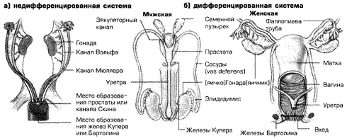 Рис 32 Пренатальное развитие мужской и женской внутренней системы каналов от - фото 5