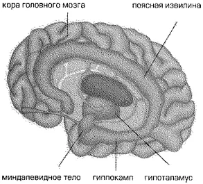 Рис 41 Лимбическая система область мозга связанная с эмоциями и - фото 12