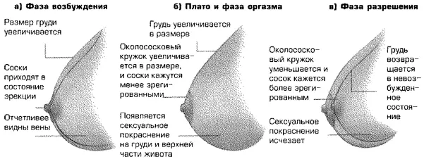 Рис 48 Изменения груди во время цикла сексуального реагирования У - фото 19