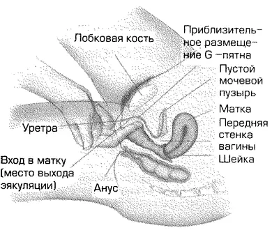 Рис 49 Размещение пятна Графенберга Обычно используются два пальца и часто - фото 20