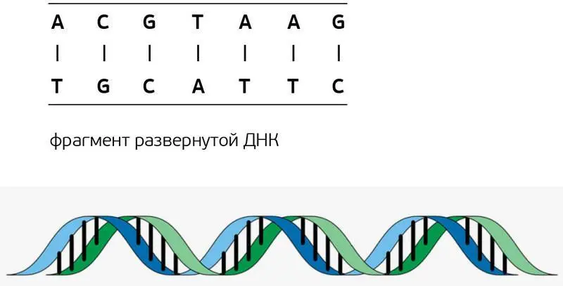 Использование генетической информацииДНК это своего рода генеральный план - фото 1