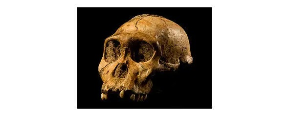 Австралопитек седиба Кениантроп Австралопитек гархилат Australopithecus - фото 16