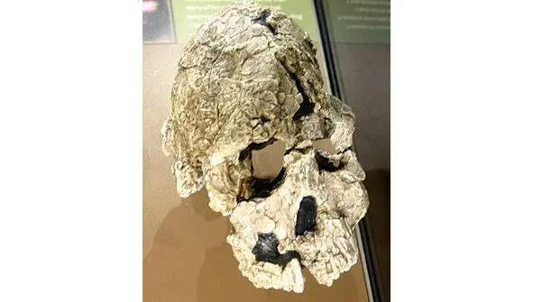 Кениантроп Австралопитек гархилат Australopithecus garhi вымерший вид - фото 17