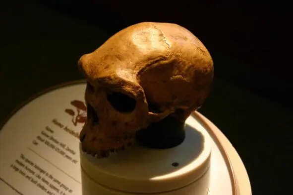 Череп Homo heidelbergensis Ок 300 тыс л н на Яве появляется т н солоский - фото 44