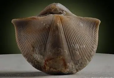Образец двустворчатого молюска брахиопода Смешной случай произошел както - фото 24
