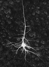 В начале 1970х годов было показано что некоторые нейромедиаторы такие как - фото 13
