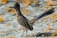 Самое пожалуй необычное свойство системы Roadrunner побившей заветный - фото 23
