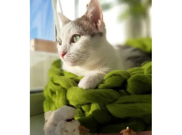 Фотография из семейного альбома В одной деревушке жила была кошка абиссинской - фото 2