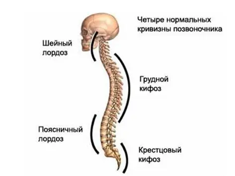 Четыре изгиба создающие основу наклонного креста а во многих случаях таких - фото 5