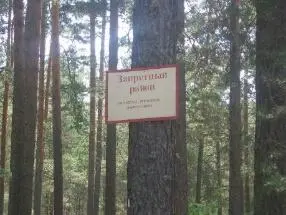 Не знали что там лес не грибной и идти нужно совсем в другую сторону в - фото 14