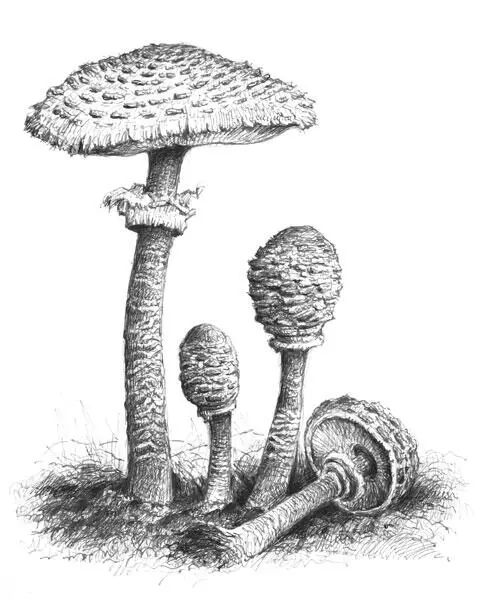 Вёшенка или устричный гриб Pleurotus ostreatus Вёшенки радуют грибников на - фото 4
