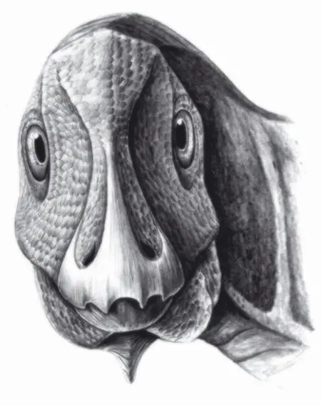 Динозавр Telmatosaurus transsylvanicus с опухолью нижней челюсти - фото 28