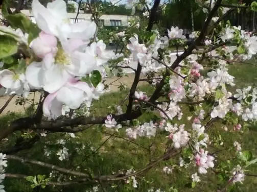 Благословение сада Расцвели во дворе и яблоня и абрикос И такими расцвели - фото 5