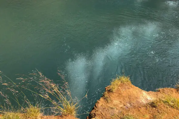 Вьюны пузырьков поднимающихся со дна озера Элегантная скабиоза scabiosa - фото 13