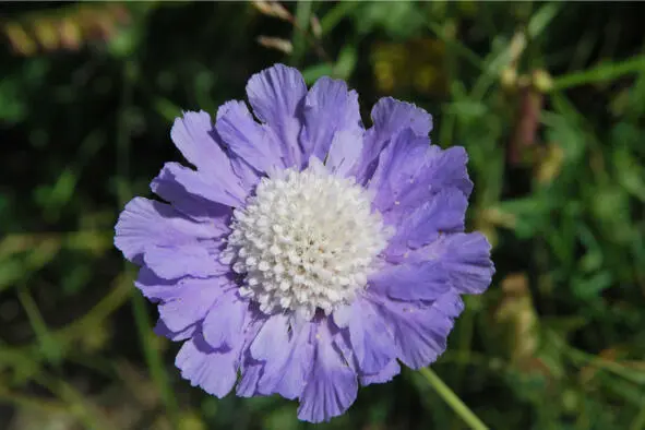 Элегантная скабиоза scabiosa У синего озера красное русло - фото 14