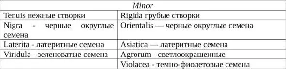 Группа equina также содержит подгруппы с нежными rugosa и грубыми - фото 5