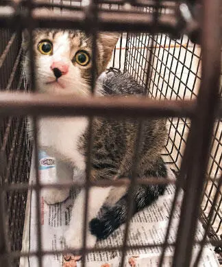 Мяу Мяу Мяу Маленький голос Дугласа внезапно разнесся по всему моему дому - фото 15