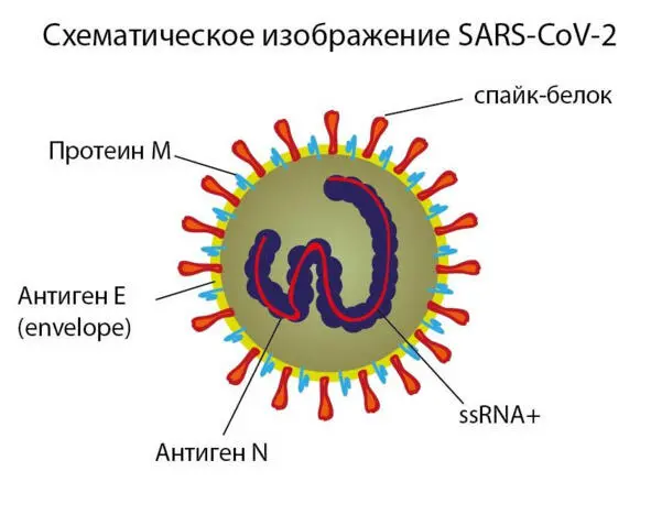 Схематическое изображение SARSCoV2 Сегмент S1 связывается с рецепторами - фото 5