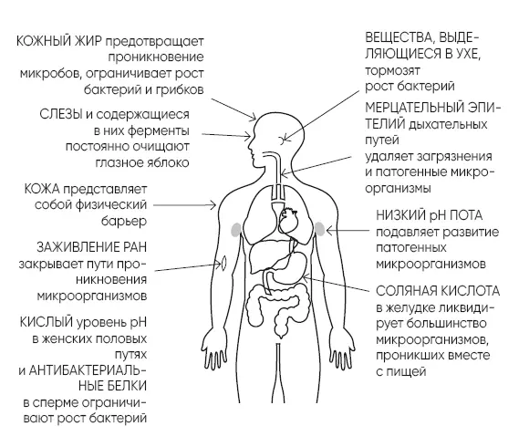 Иммунная система имеет базу данных своих врагов микробов бактерий вирусов и - фото 8