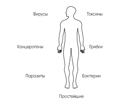 Общий анализ крови отражает работу иммунной системы ведущуюся с помощью - фото 9