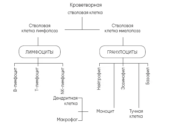 Источник httpwww histologiacmuj - фото 10