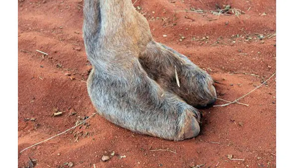 Рисунок 1 Стопа верблюда Верблюд является универсальнопродуктивным животным - фото 1