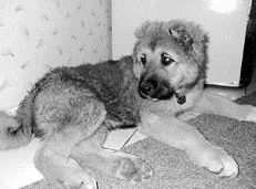 Воспитанием питомца необходимо заниматься с первых же дней Если щенок начинает - фото 49