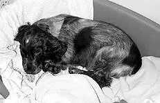 Собака страдающая мочекаменной болезнью чувствует сильную боль Моча мутная с - фото 162