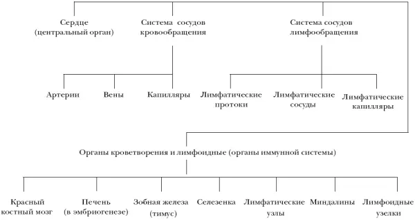 Кровь состоит из двух важных компонентов форменных элементов и плазмы На - фото 25