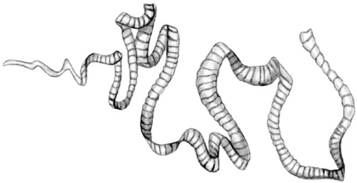 Половозрелый ленточный червь Эхинококкоз Наиболее опасными червями из класса - фото 100