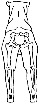 Правильный постав задних конечностей При проведении осмотра сзади задние - фото 34