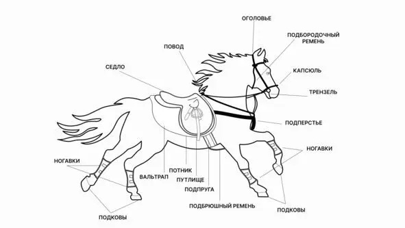 Можно просто Этери Дружба смерть и конный спорт на окраинах Сибири - фото 2