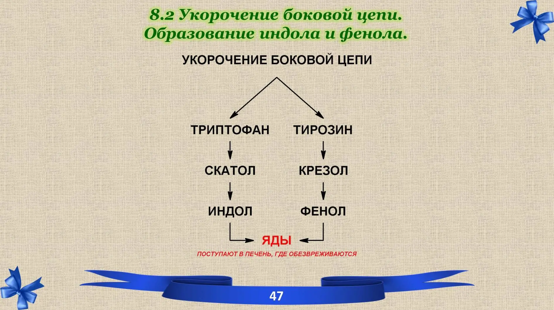 Белки Часть 2 обмен и синтез - фото 22