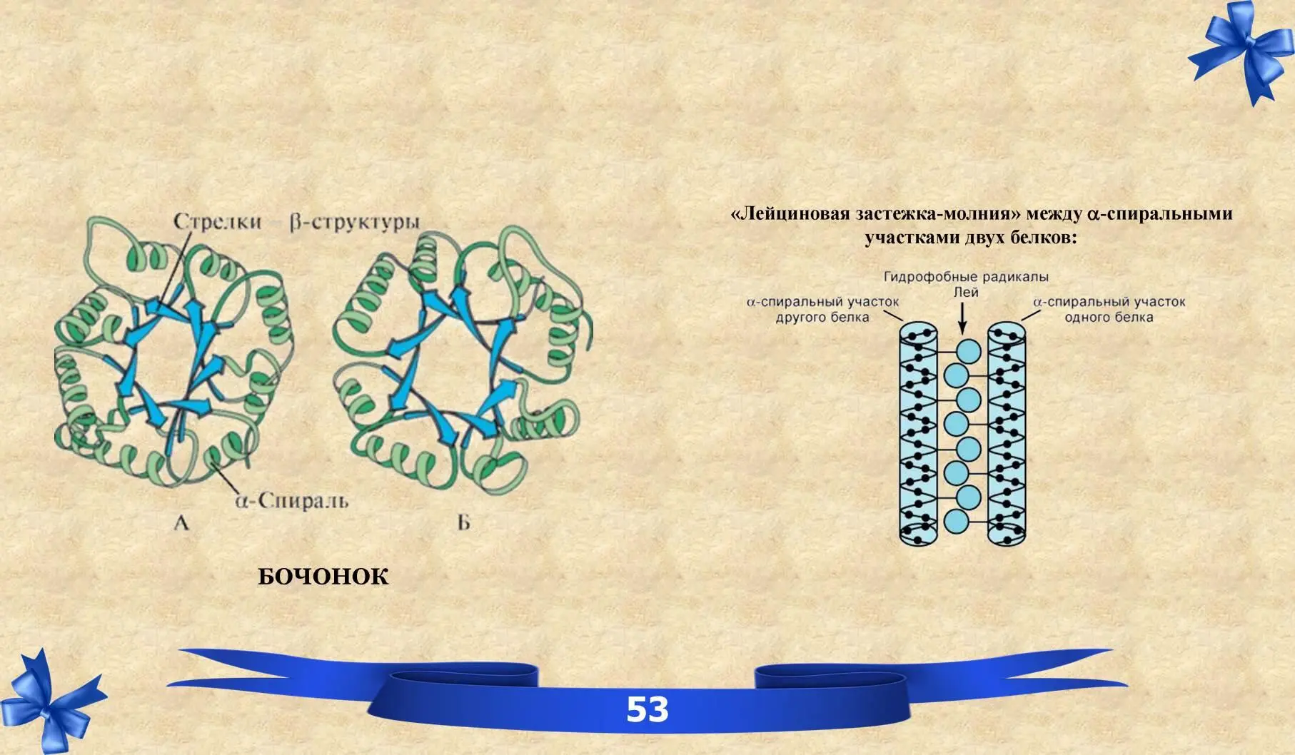 IX Четвертичная структура белков ЧЕТВЕРТИЧНАЯ СТРУКТУРА - фото 35