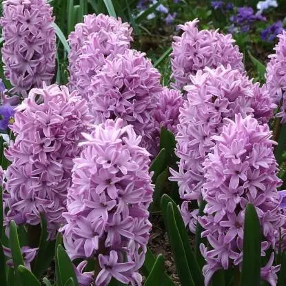 The young son of the king of Sparta named Hyacinth was so beautiful that he - фото 4