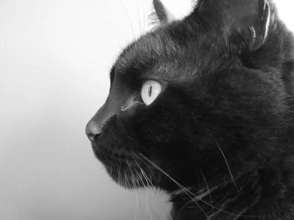 Жилбыл на свете кот Персик Он был большой красивый с длинным хвостом и - фото 1