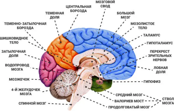 Рис 1 Строение мозга Лобная доля небольшой участок в передней части мозга - фото 1