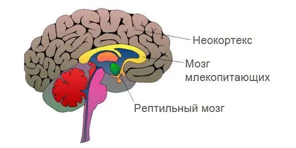 Рис 2 Триединая система мозга Все люди обладают триединой системой мозга - фото 2