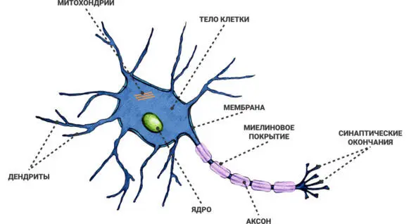 Рис 4 Строение нейрона У нейронов также есть длинные волокна аксоны - фото 4
