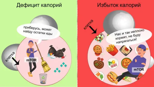 Эта уборка понаучному называется аутофагия самоочищение Вы наверное - фото 25