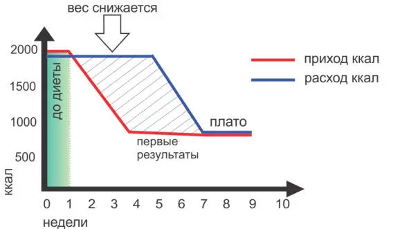 Что происходит дальше организм адаптируется и замедляет метаболизм чтобы - фото 6
