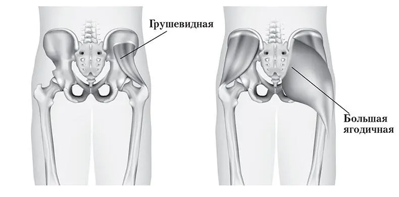 Грушевидная мышца и большие ягодичные мышцы Грушевидная мышца проходит через - фото 2