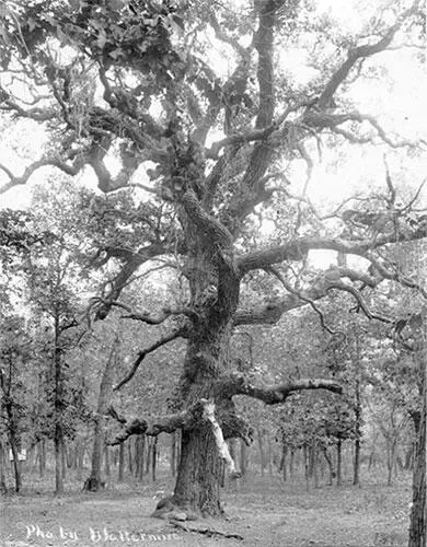 0211Дуб Council Oak 323 Не знаю какие мысли и ассоциации возникали у - фото 58