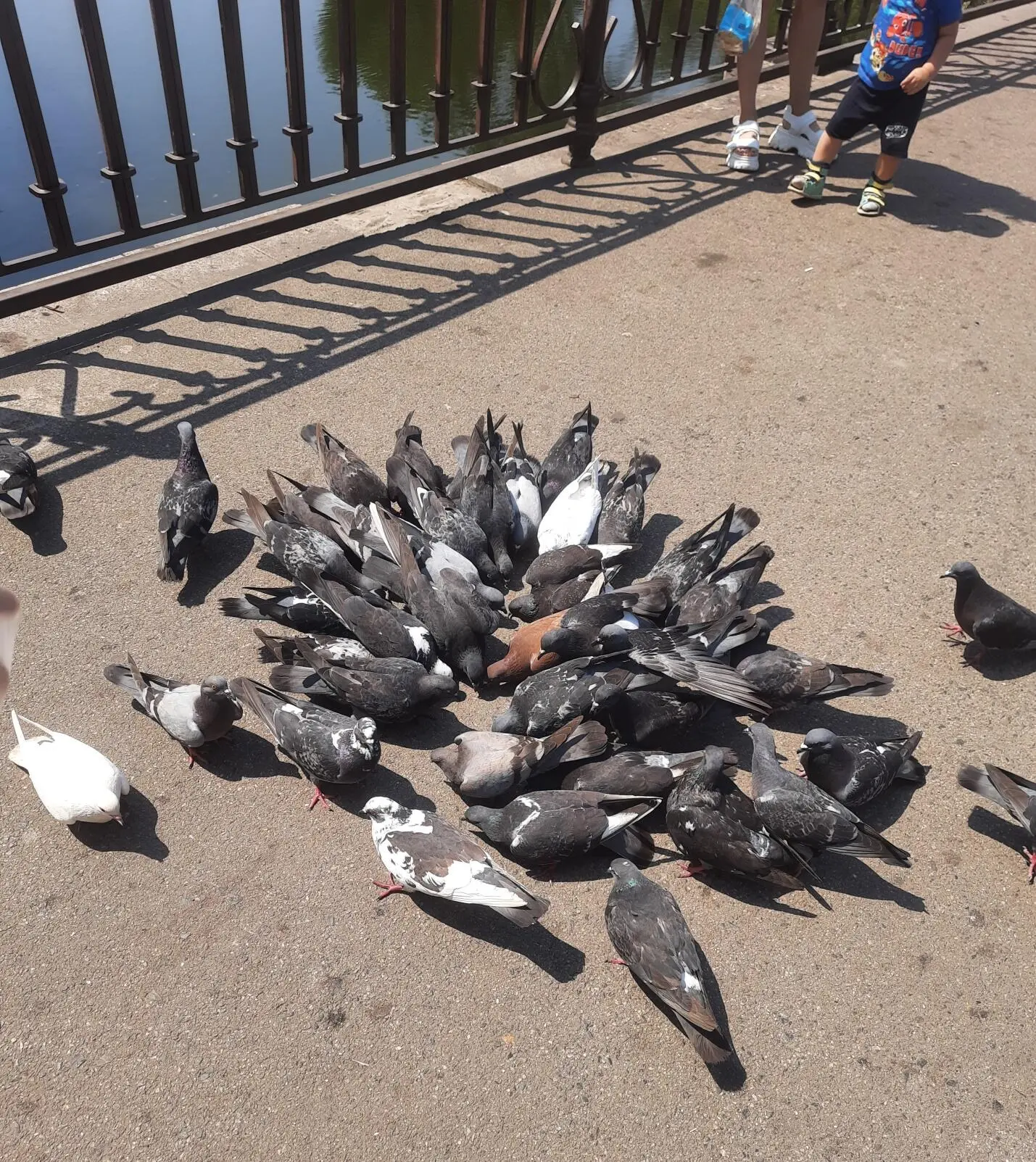 С собой можно захватить крупу для голубей которые встретят вас прямо на мосту - фото 6